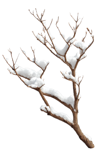 雪中干枯树枝霜降插画