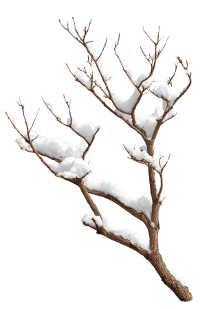雪中干枯树枝霜降插画