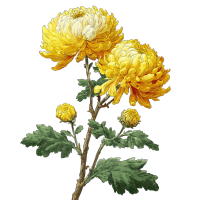 手绘风菊花插画