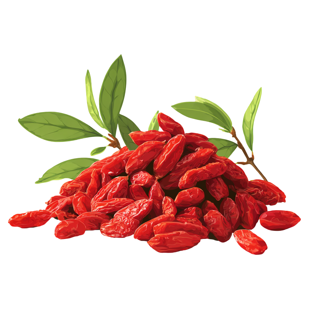 干枸杞矢量插图