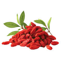 干枸杞矢量插图