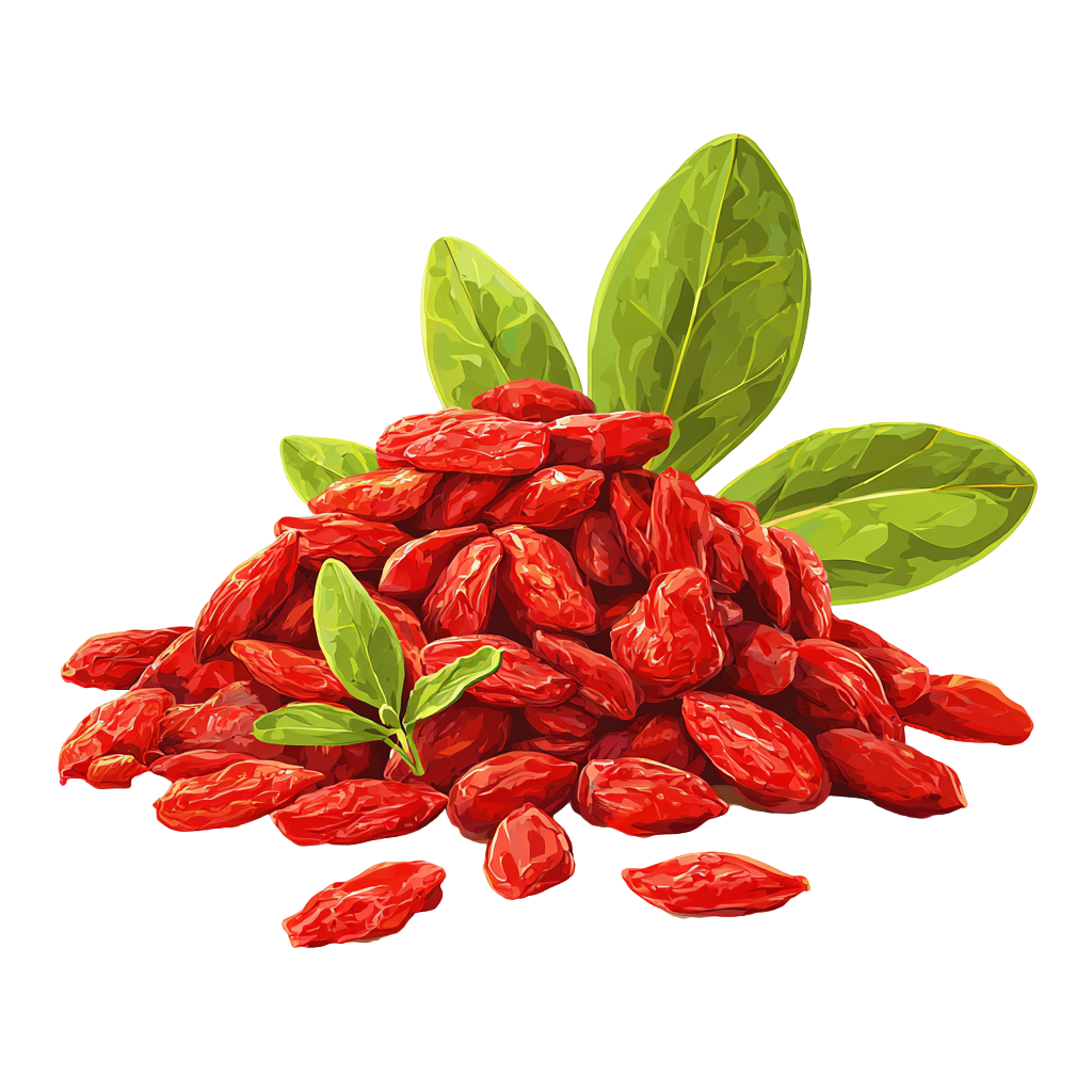 干枸杞矢量插画