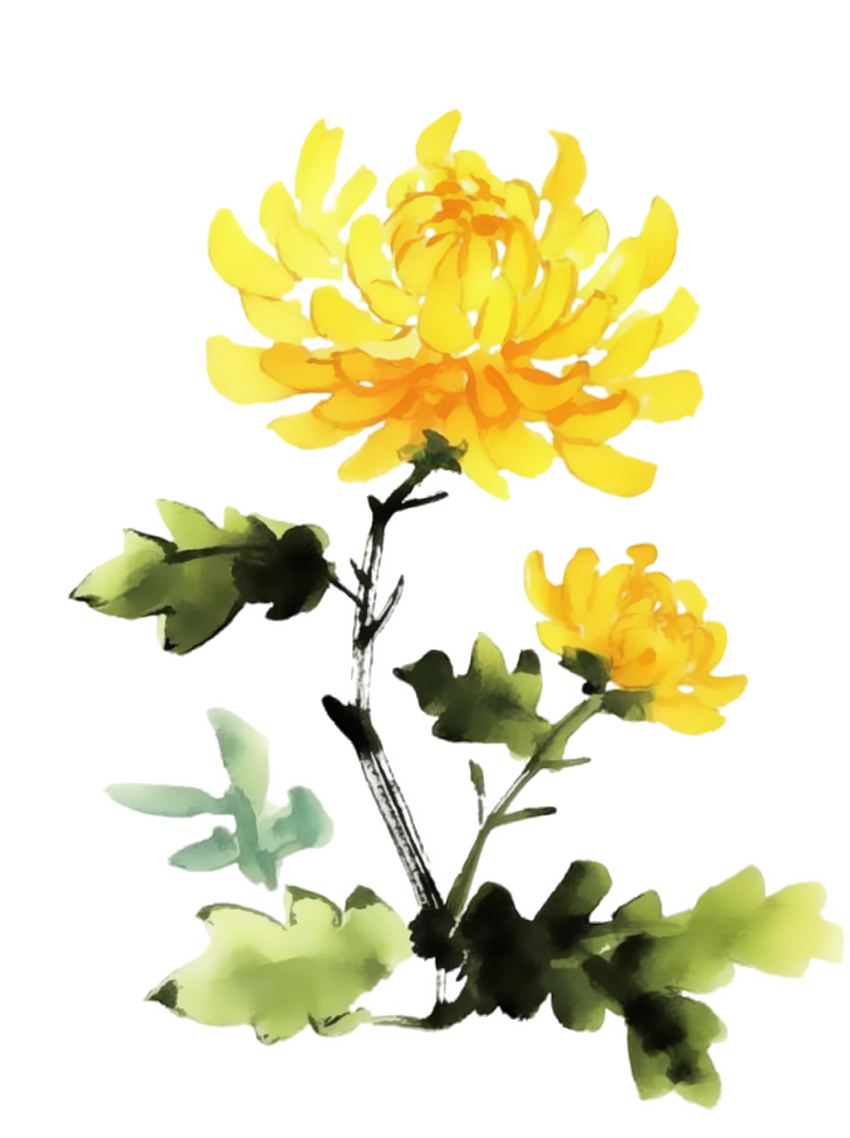 菊花水墨画风插画