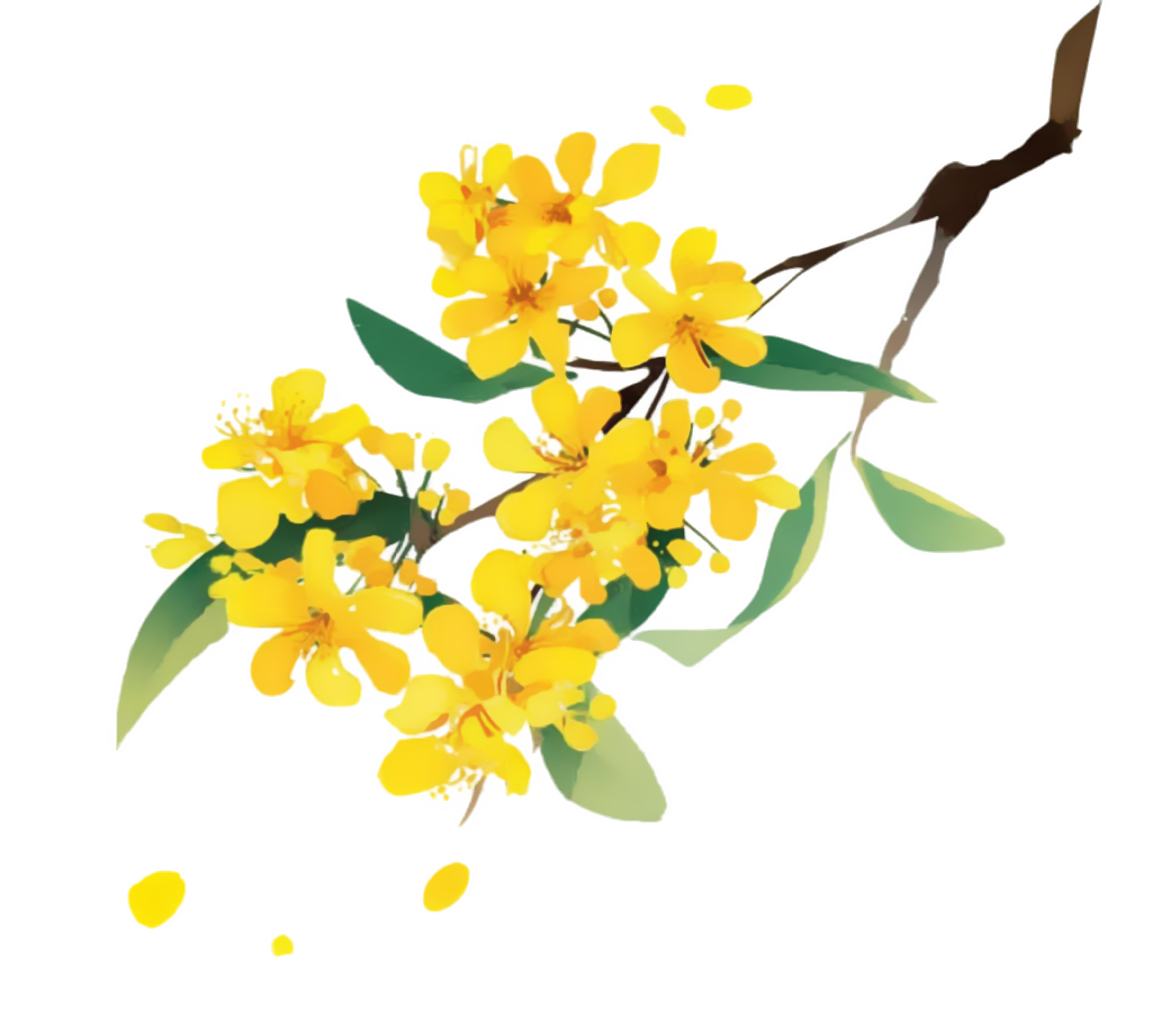 黄色桂花唯美素材