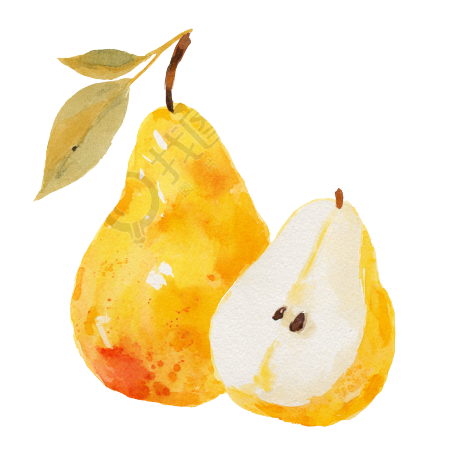 水彩梨商用插图