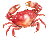 红色螃蟹水彩风插画