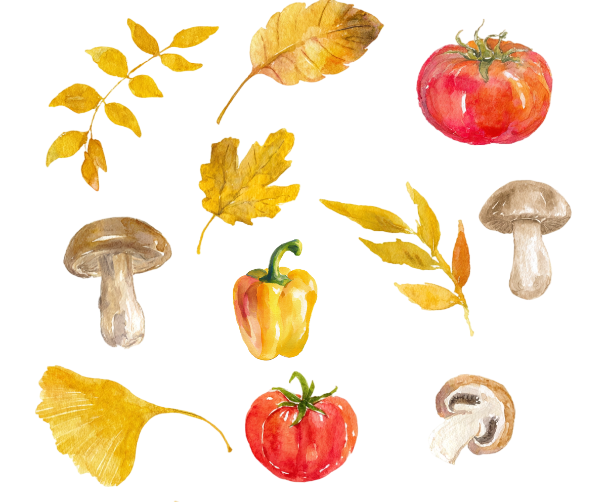西红柿蘑菇秋季水彩插图