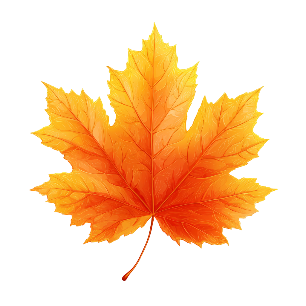 秋天枫叶插画