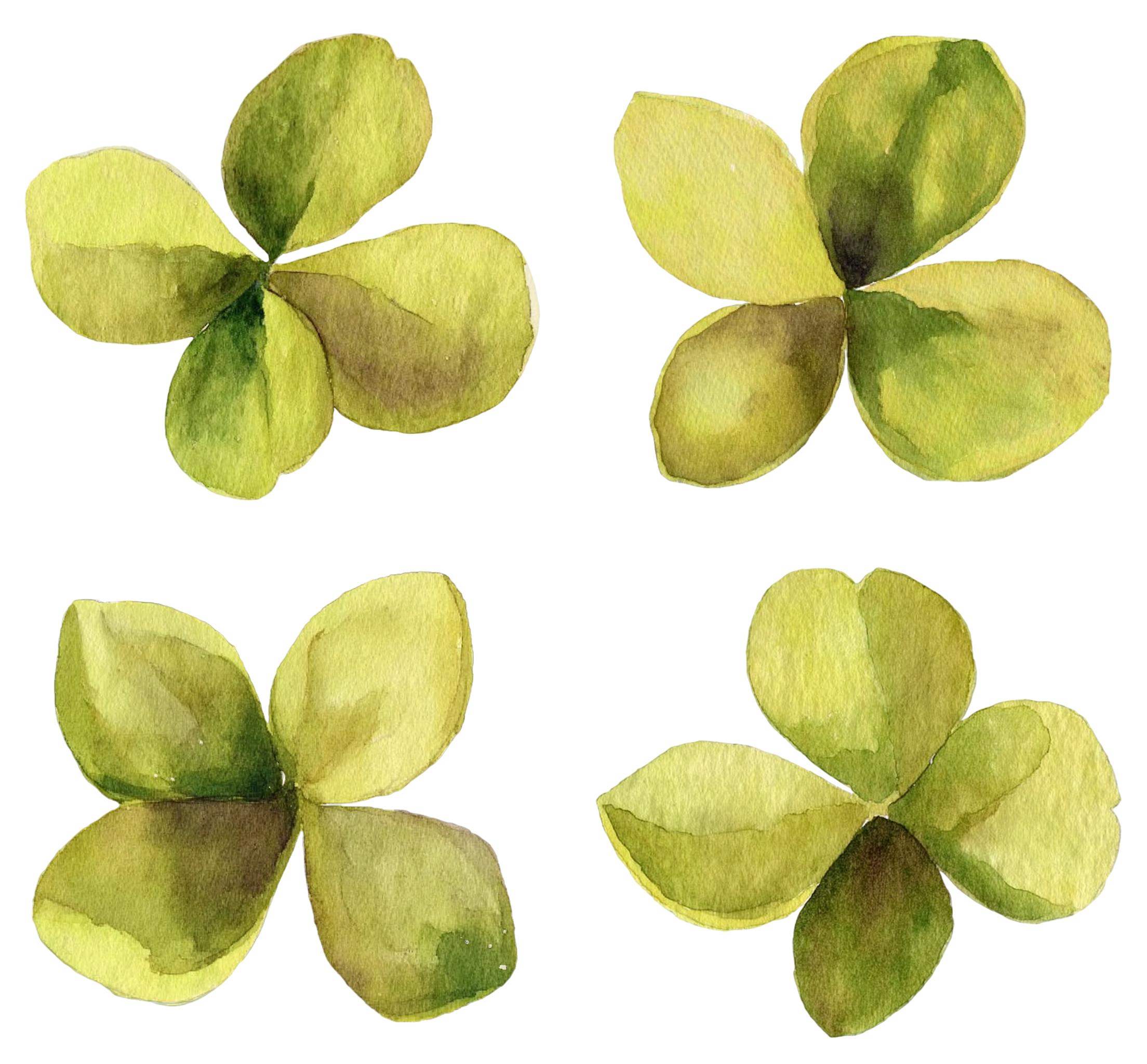 四叶草水彩植物元素