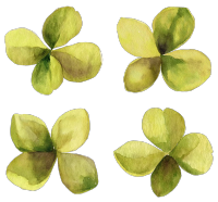 四叶草水彩植物元素