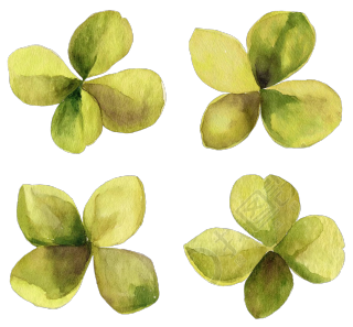 四叶草水彩植物元素