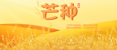 芒种节气麦穗微信公众号首图