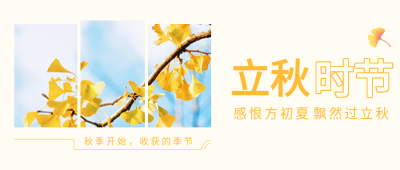 立秋时节银杏收获的季节三图公众号首图