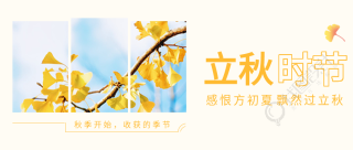 立秋时节银杏收获的季节三图公众号首图