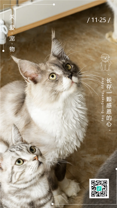 关爱宠物可爱猫咪手机海报