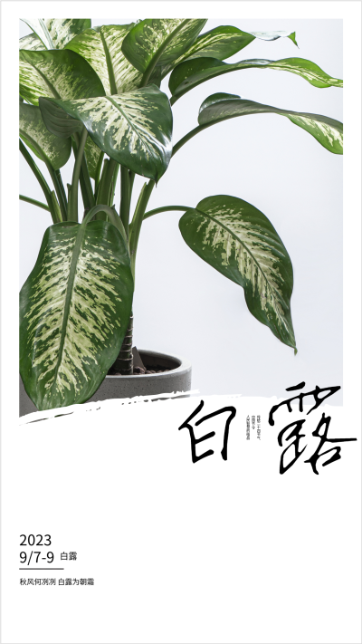 2023年二十四节气白露海报