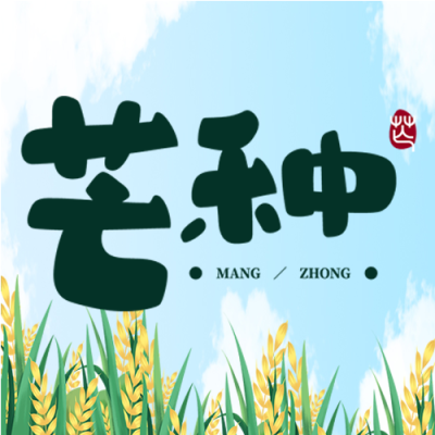 手绘颗粒饱满的小麦芒种节气微信公众号次图
