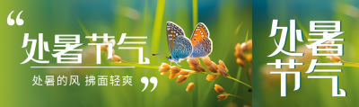 处暑节气稻田里的蝴蝶实景公众号封面图