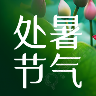 处暑节气荷塘漂亮的荷花花苞微信公众号次图