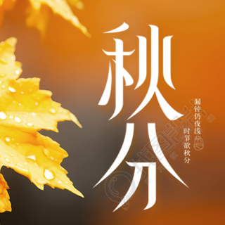 黄色枫叶实景24节气秋分微信公众号次图