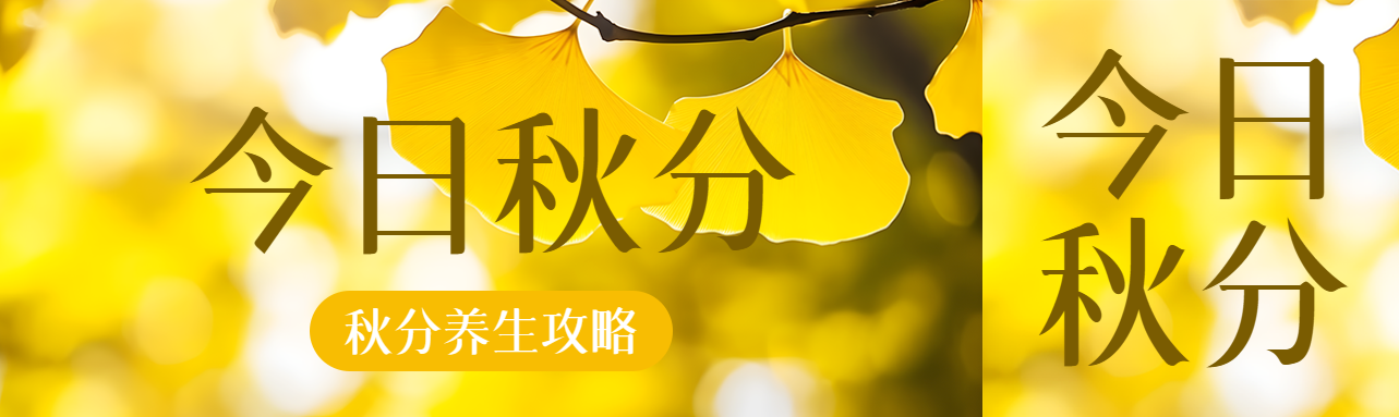 金黄色银杏叶实景今日秋分公众号封面图