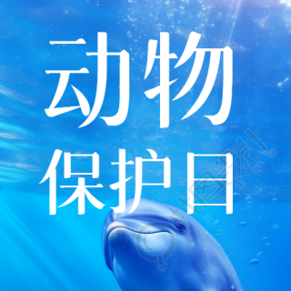 海洋中的海豚动物保护日实景微信公众号次图