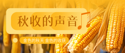 秋收季节金黄色的玉米实景微信公众号首图
