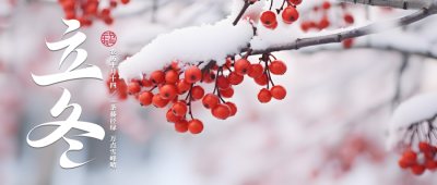 红浆果实景二十四节气立冬微信公众号首图