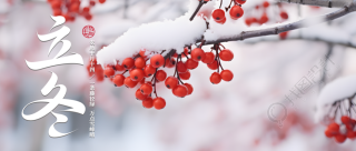 红浆果实景二十四节气立冬微信公众号首图