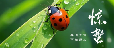 惊蛰节气创意宣传微信公众号首图