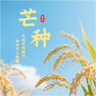芒种传统习俗宣传微信公众号次图