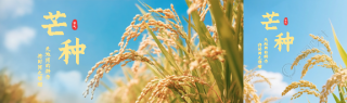 芒种节气实景宣传公众号封面图