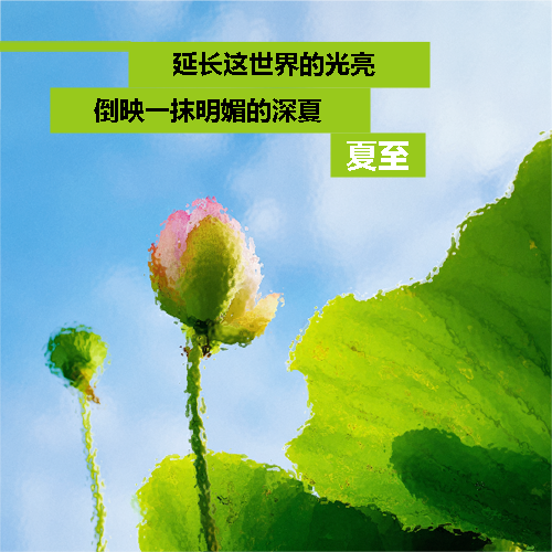 夏至时节荷花美景微信公众号次图