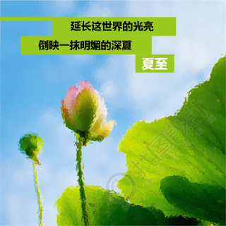夏至时节荷花美景微信公众号次图