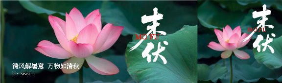 末伏时节荷花实景公众号封面图