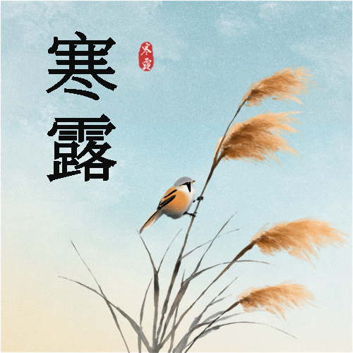 24节气寒露极简风微信公众号次图