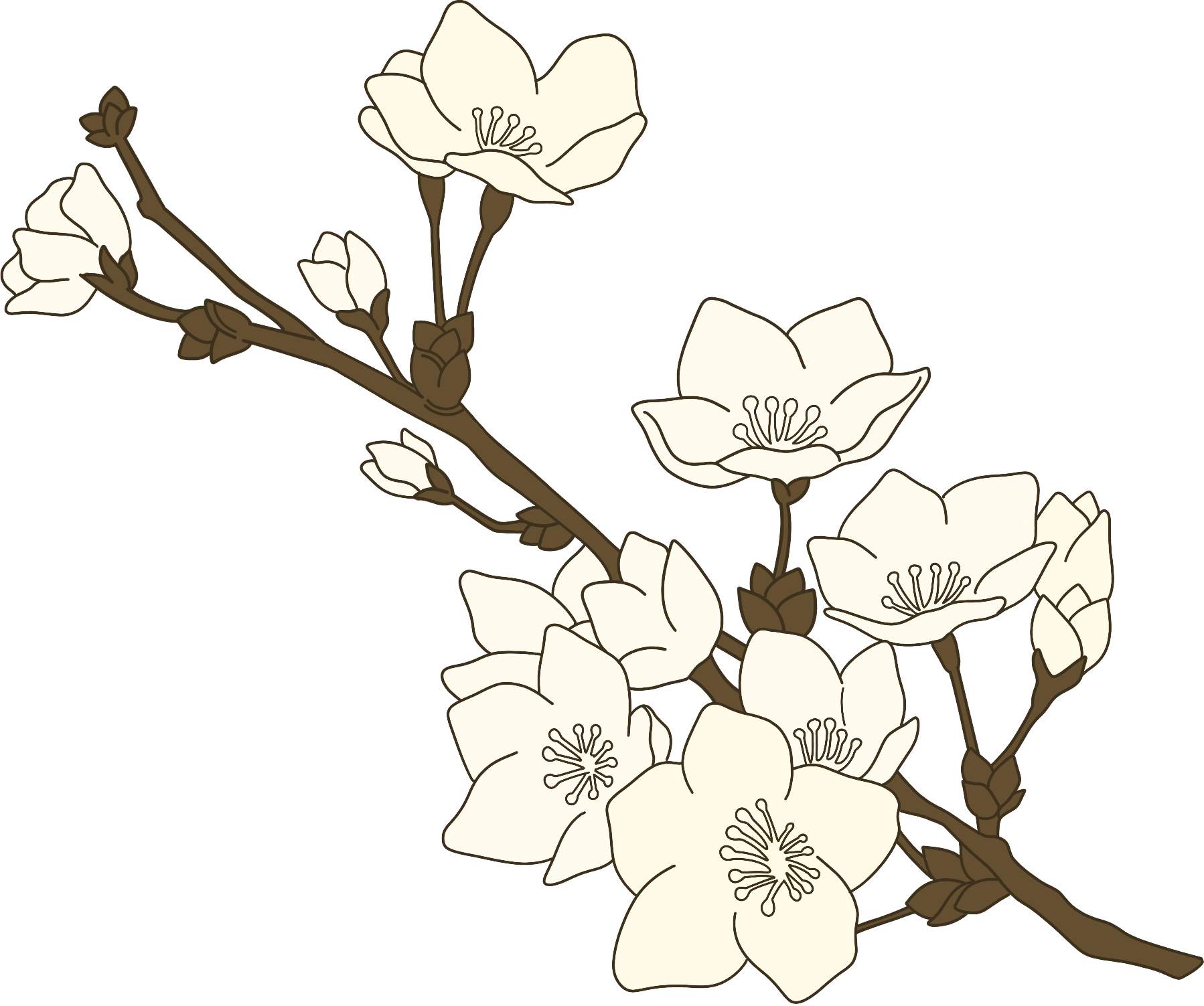 黄白色花枝图片素材大全制作技巧！