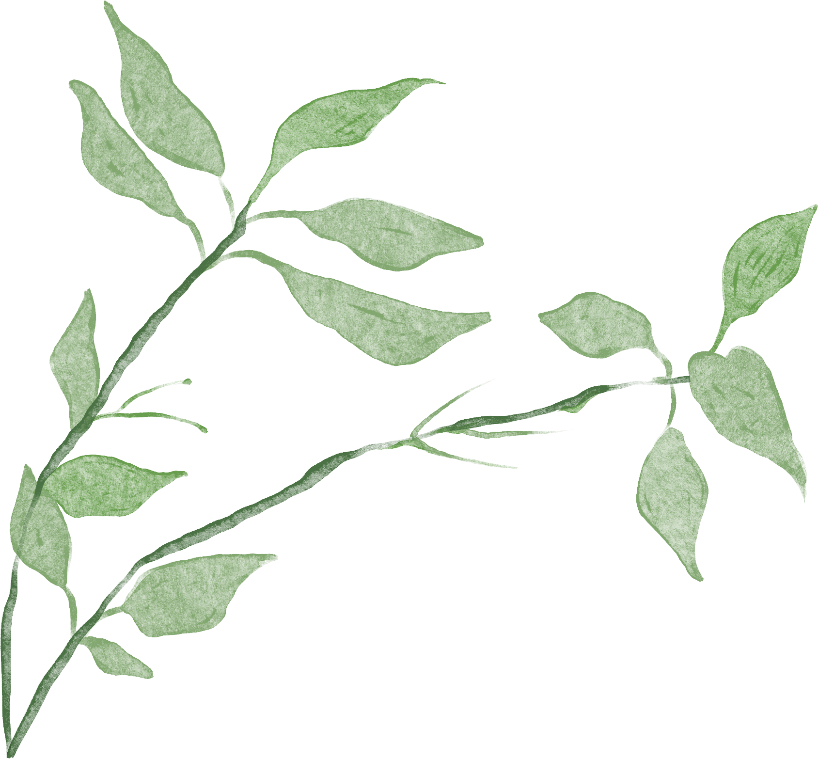 红果叶子图片绘画大全如何画？