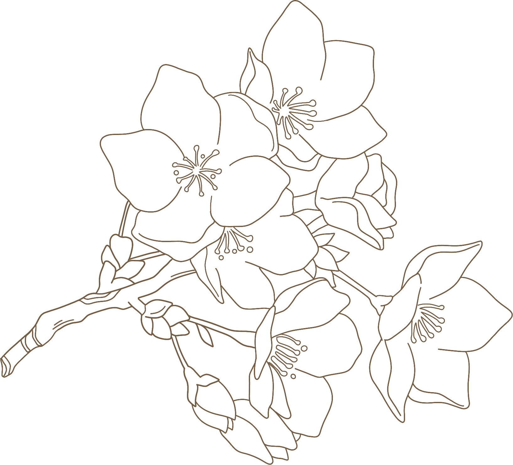 白色花枝图片绘画作品如何画？