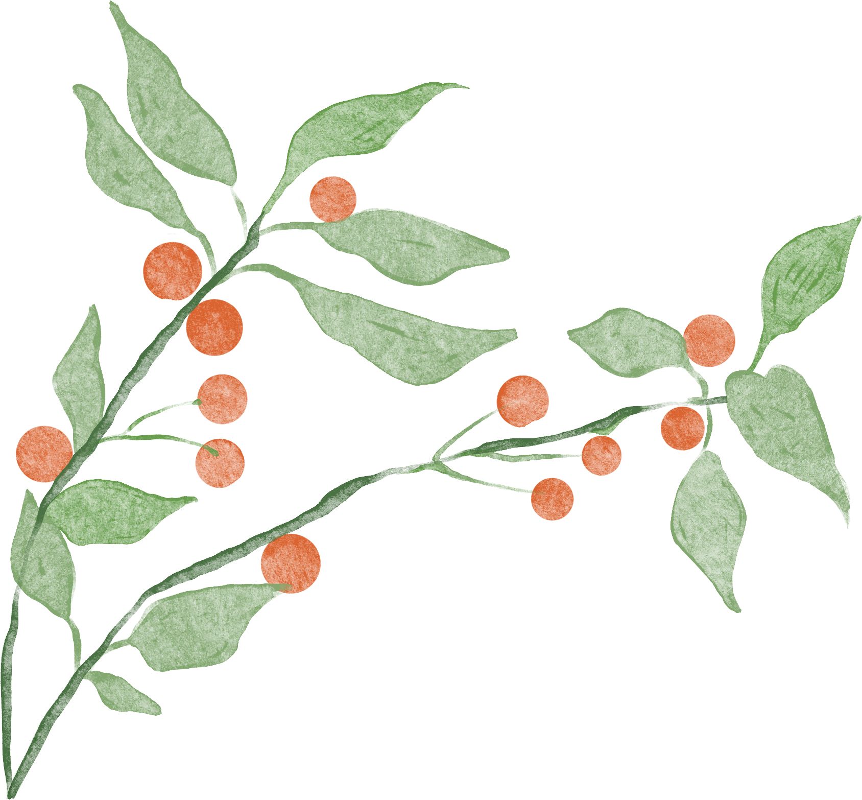 红果叶子图片绘画大全如何画？