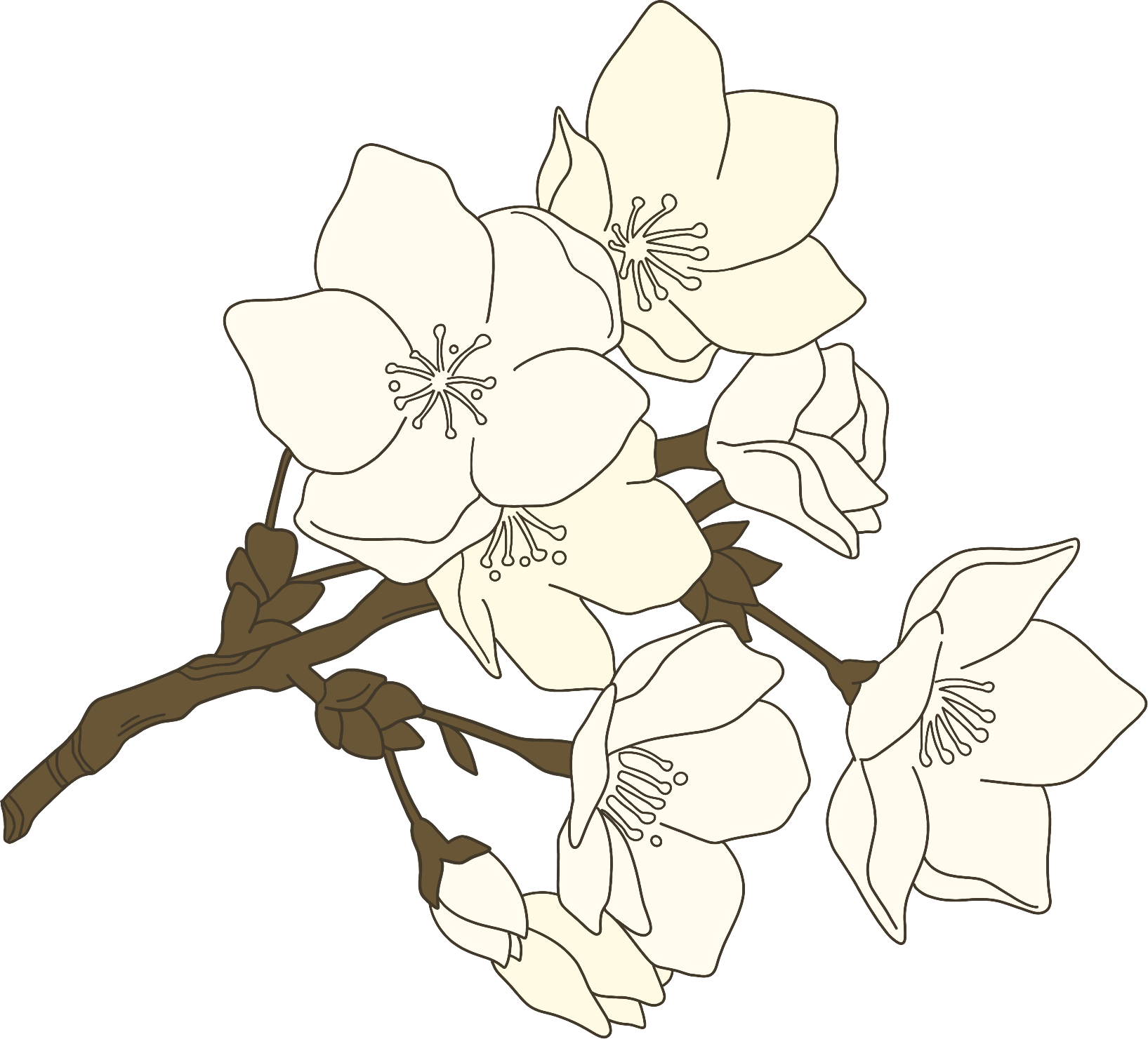 白色花枝图片绘画作品如何画？