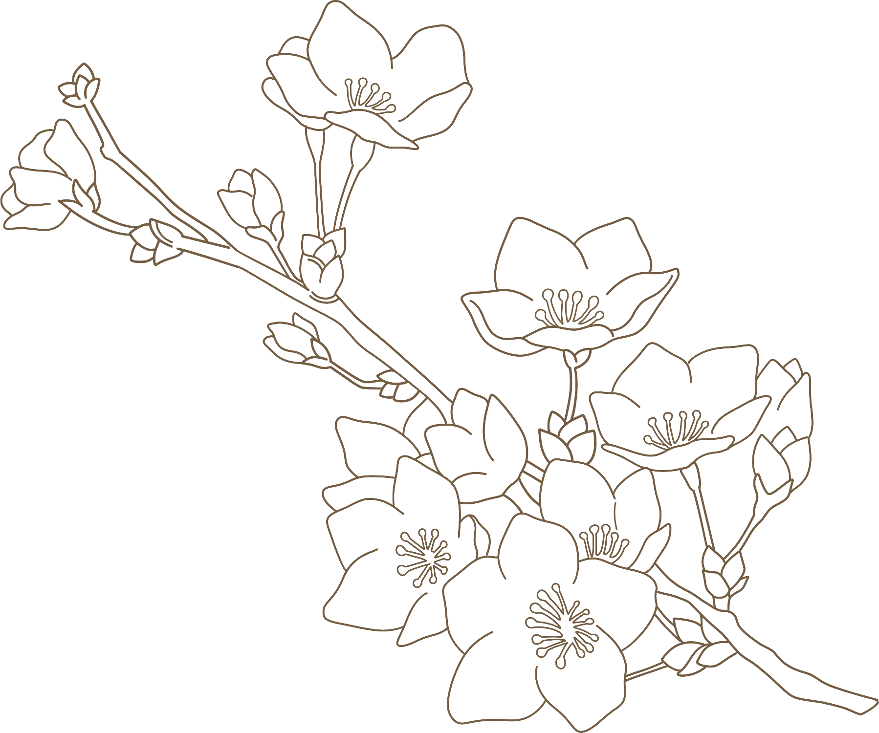 黄白色花枝图片素材大全制作技巧！