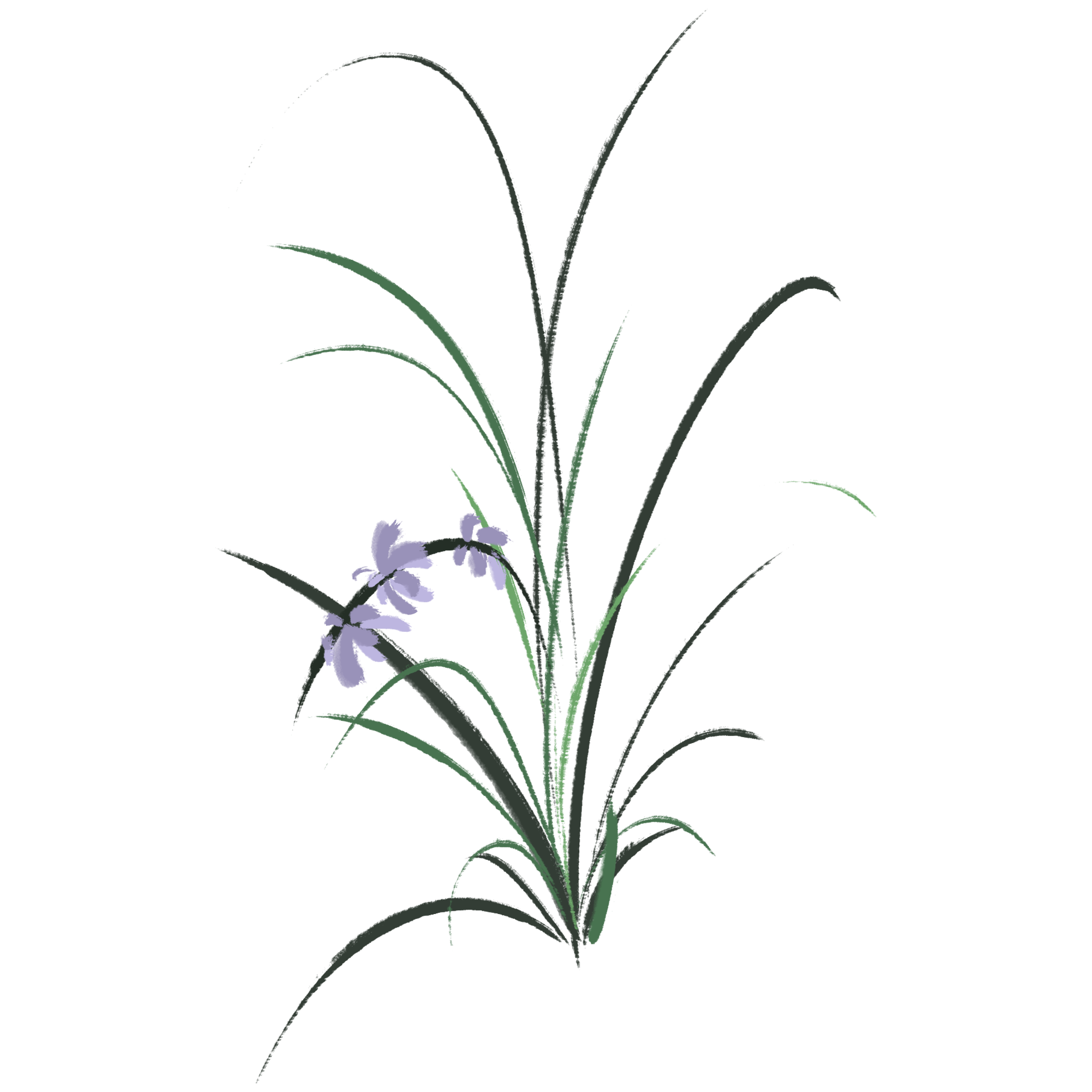 兰花图片绘画大全大图如何绘制?