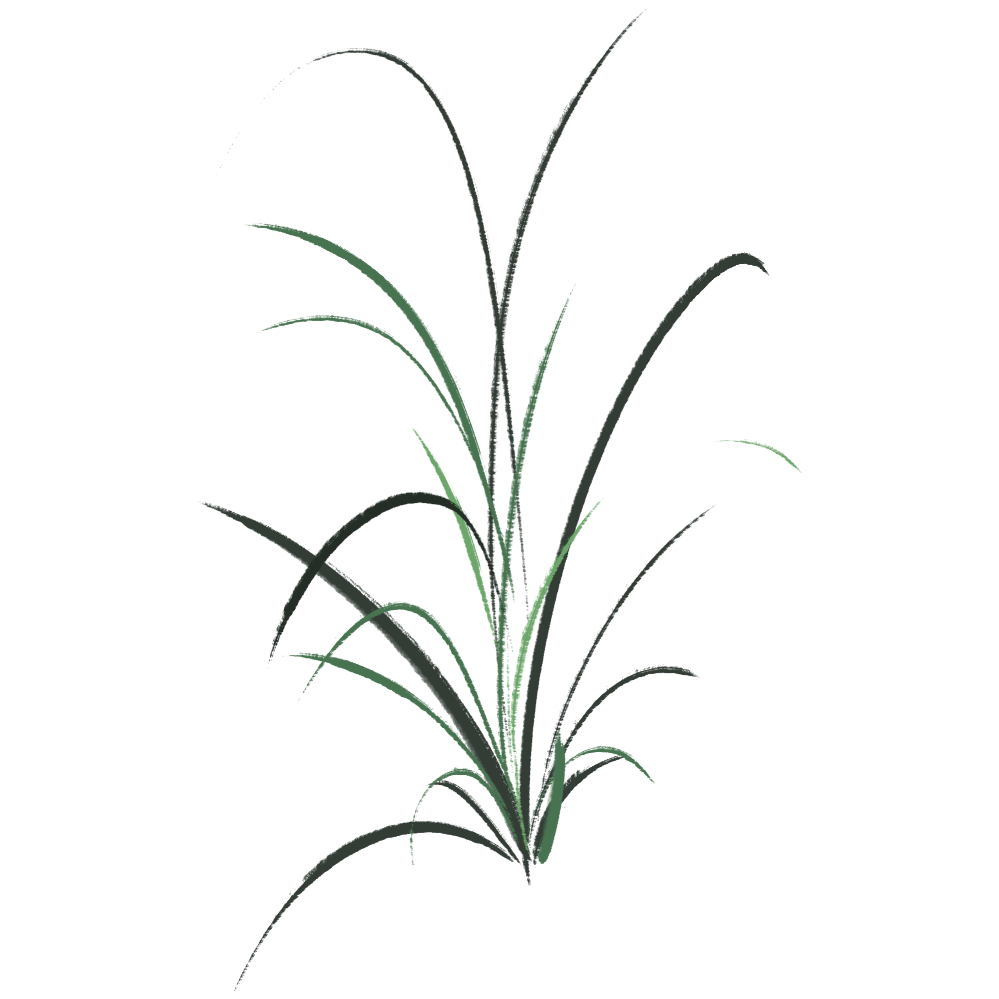 兰花图片绘画大全大图如何绘制?