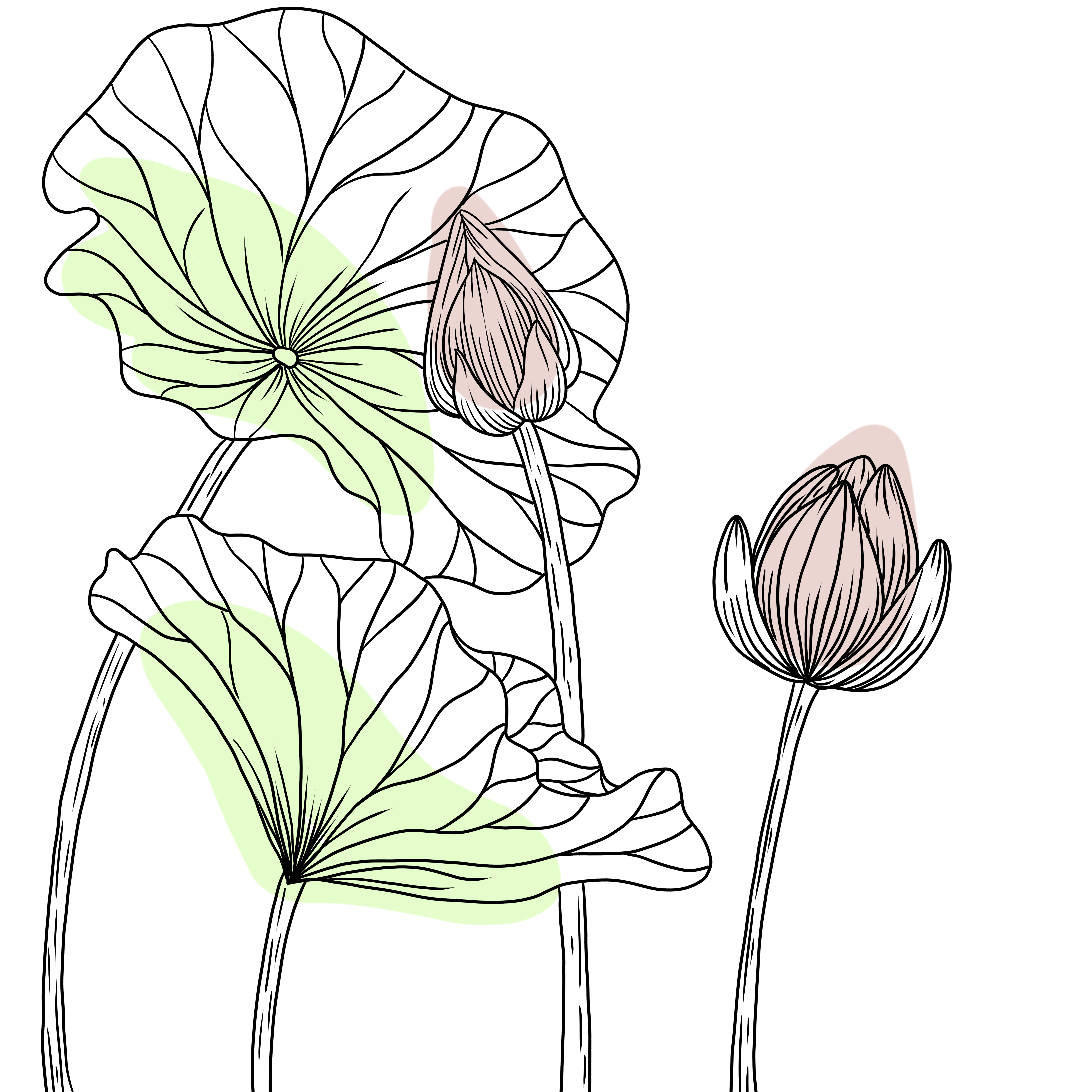 荷花线描素材图片怎样画？